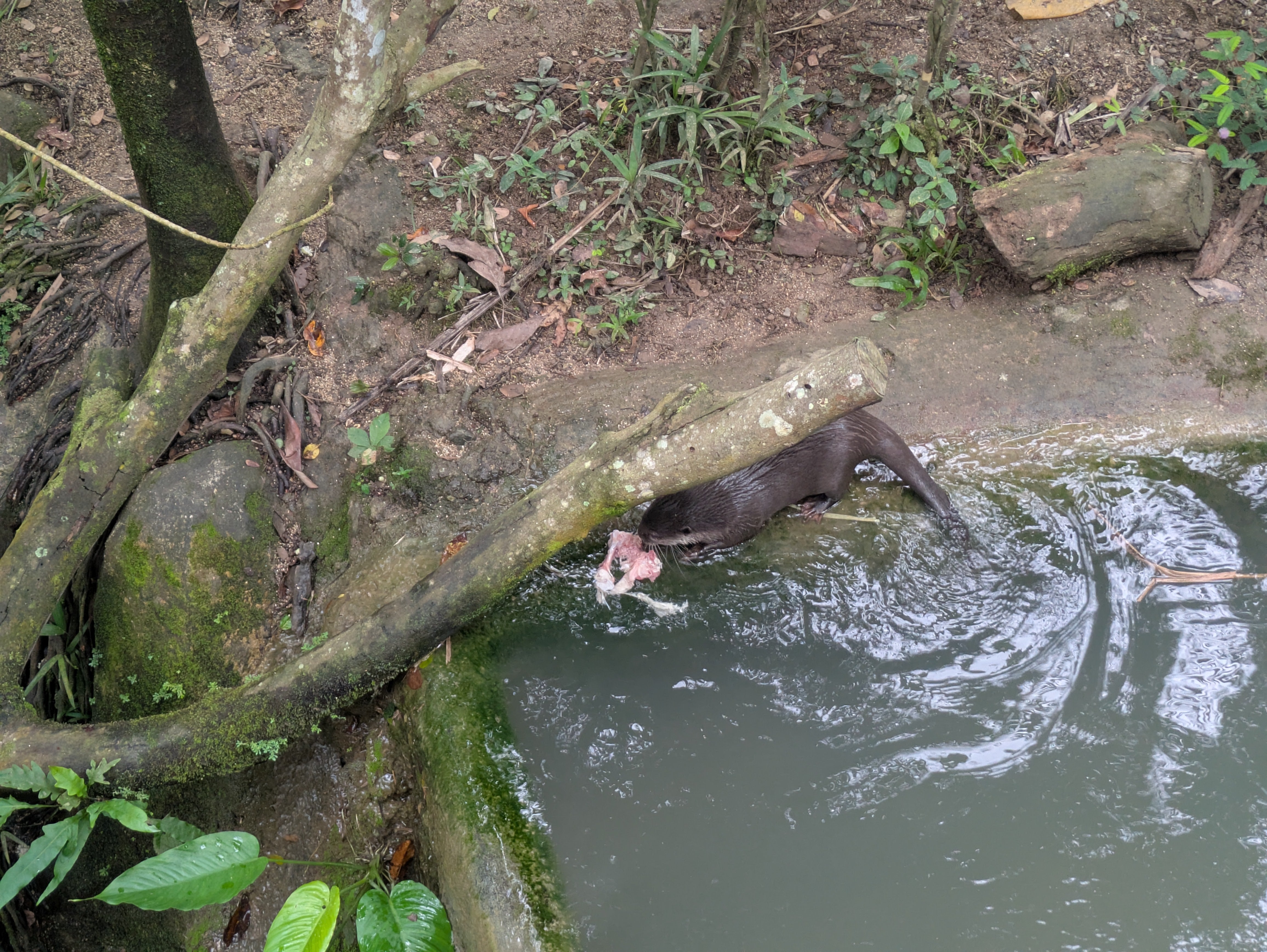 セブ島サファリパーク カワウソ