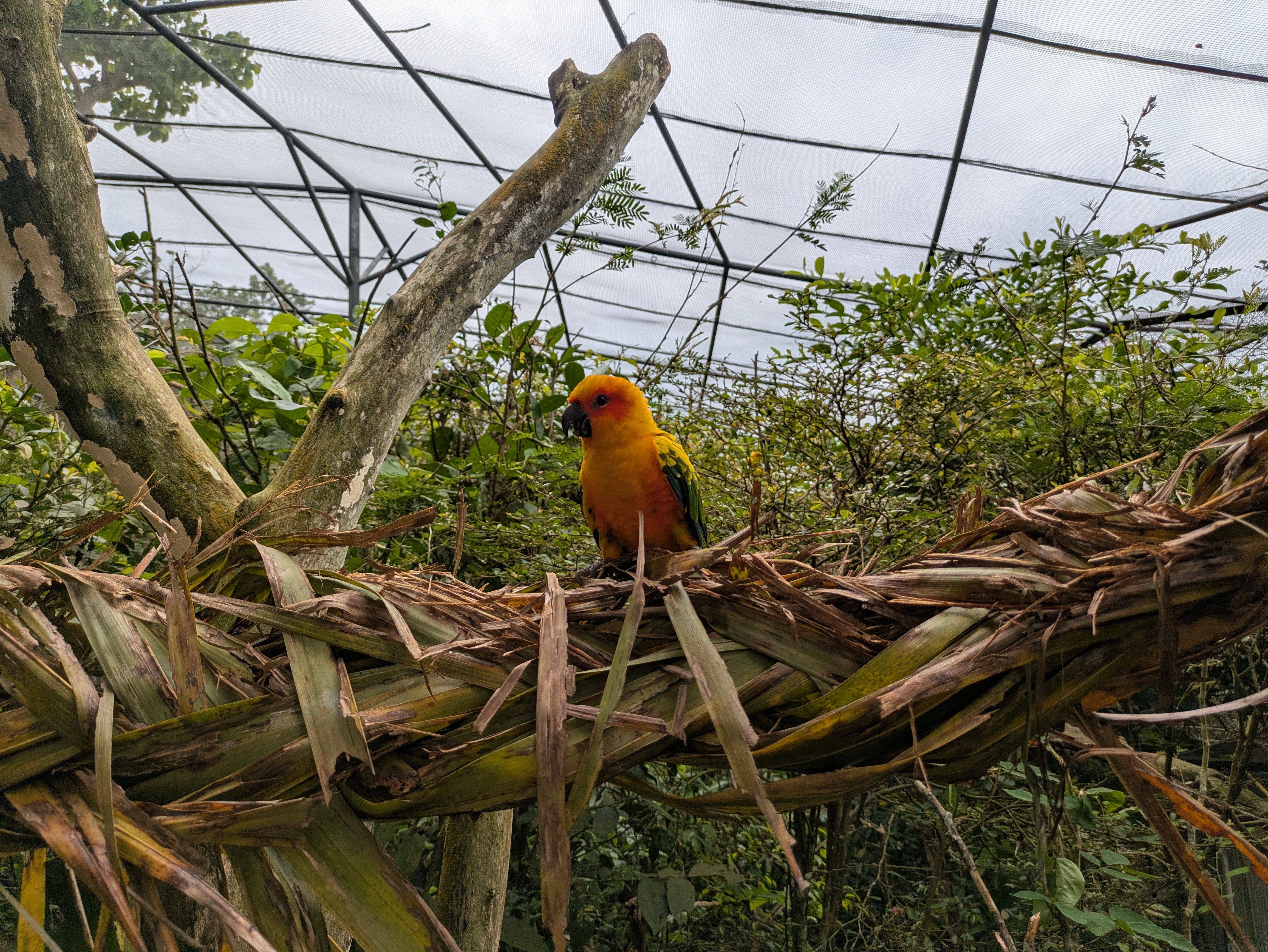 セブ島サファリパーク カラフル鳥